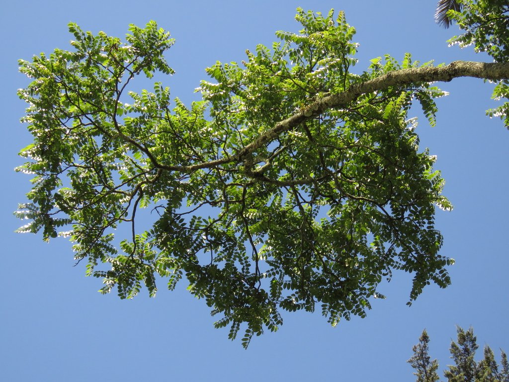 Cedro de Altura - Vista principal